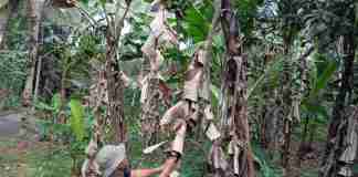 Desa Mekarsari, Kecamatan Cipaku, Kabupaten Ciamis, menargetkan produksi pisang nangka sebanyak 1.800 kilogram dalam satu kali panen