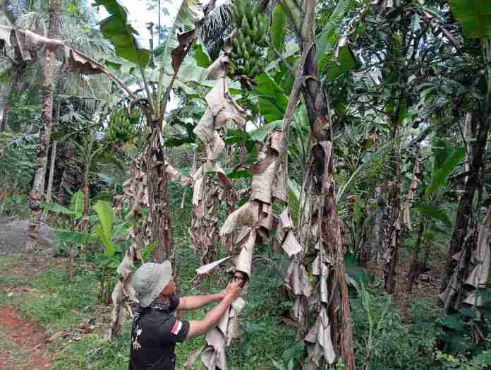 Desa Mekarsari, Kecamatan Cipaku, Kabupaten Ciamis, menargetkan produksi pisang nangka sebanyak 1.800 kilogram dalam satu kali panen