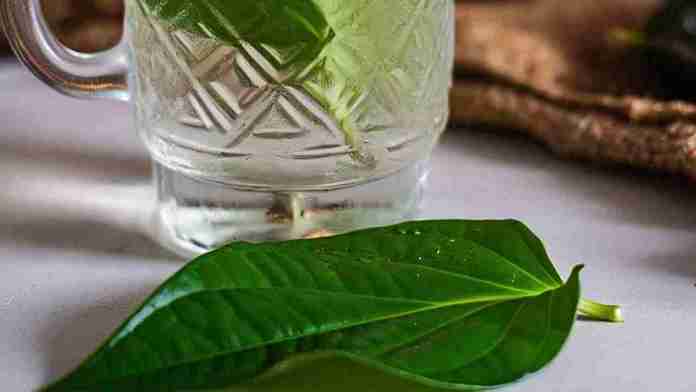 Fakta Minum Air Rebusan Daun Sirih