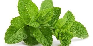 Manfaat Daun Mint bagi Kesehatan Tubuh, Bisa Tingkatkan Fungsi Otak!