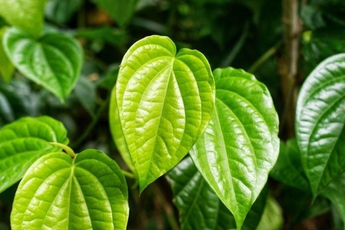 5 Manfaat Daun Sirih untuk Kesehatan, Jarang Diketahui!