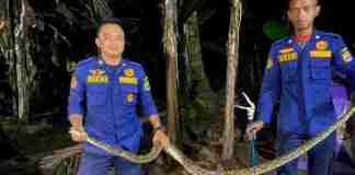 Ular Ciamis