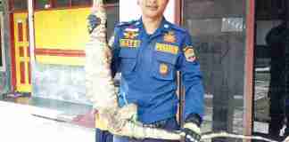 Biawak Masuk Rumah, Warga Sindangrasa Ciamis Geger