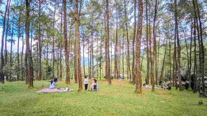 Menepi Sejenak di Darmacaang Hill, Healing di Tengah Hutan Pinus Ciamis