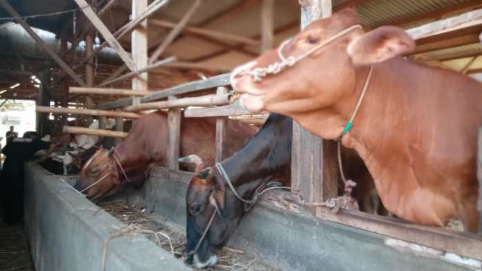 Menjelang Idul Adha, Penjualan Sapi Kurban di Kota Banjar Masih Lesu