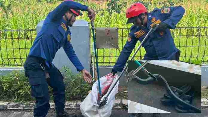 Damkar Ciamis Evakuasi Ular Kobra dari Kamar Mandi Warga di Kawali