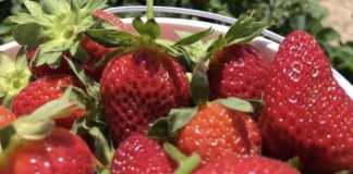 Wisata Kebun Strawberry