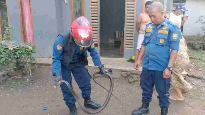 King Kobra Masuk Rumah Warga Ciamis, Bersembunyi di Atas Lemari Kamar