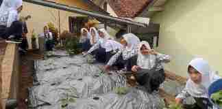 Hijaukan Sekolah, Siswa SMPN 1 Cimaragas Panen Sayuran Hasil Kebun Sendiri