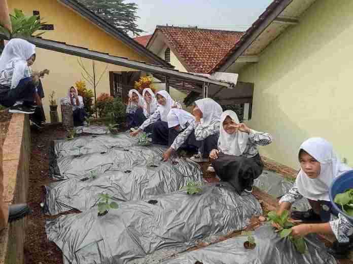 Hijaukan Sekolah, Siswa SMPN 1 Cimaragas Panen Sayuran Hasil Kebun Sendiri