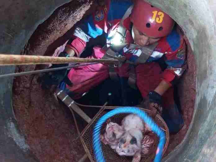 Site Icon Dua Kucing Terjebak di Sumur 13 Meter di Ciamis, Damkar Turun Lakukan Evakuasi · Post Ctrl+K Save draft Publish Dua Kucing Terjebak di Sumur 13 Meter di Ciamis, Damkar Turun Lakukan Evakuasi