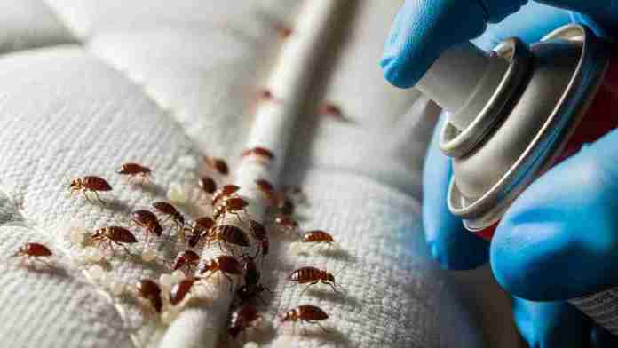 Cara Membasmi Kutu Kasur Secara Efektif dan Aman