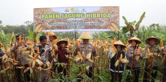 Panen jagung