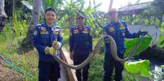 King Kobra 3 Meter Gegerkan Warga Baregbeg, Damkar Ciamis Turun Tangan