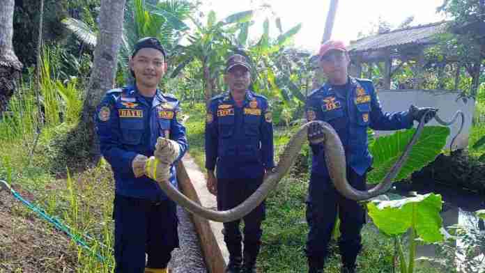 King Kobra 3 Meter Gegerkan Warga Baregbeg, Damkar Ciamis Turun Tangan