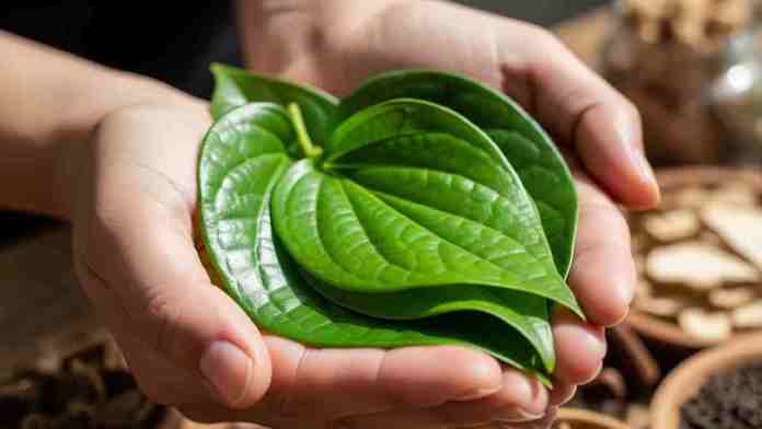 Manfaat Daun Sirih Bagi Wanita, Rahasia Alami untuk Kesehatan dan Kebersihan