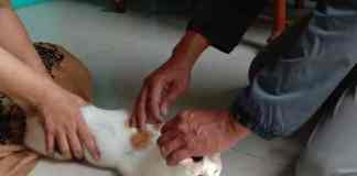 Disnakkan Ciamis Gencarkan Vaksinasi Hewan Peliharaan di Hari Rabies Sedunia