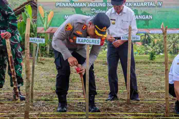 Melalui kegiatan Penanaman Jagung Serentak Kuartal IV yang dikombinasikan dengan penyaluran Beras SPHP (Stabilisasi Pasokan dan Harga Pangan), jajaran Polres Ciamis