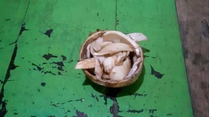 ewe deet kampung kuta