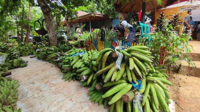 pajak pisang