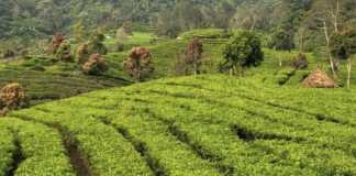 Tawarkan Pemandangan Hijau dan Suasana Sejuk, Berikut Rekomendasi Wisata Kebun Teh yang Cocok untuk Healing