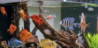 Pemula Wajib Tahu! Ini Dia Kesalahan Umum yang Harus dihindari Saat Memelihara Ikan di Akuarium
