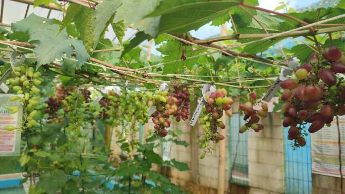 petik anggur di ciamis