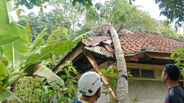 pohon rumah pamarican