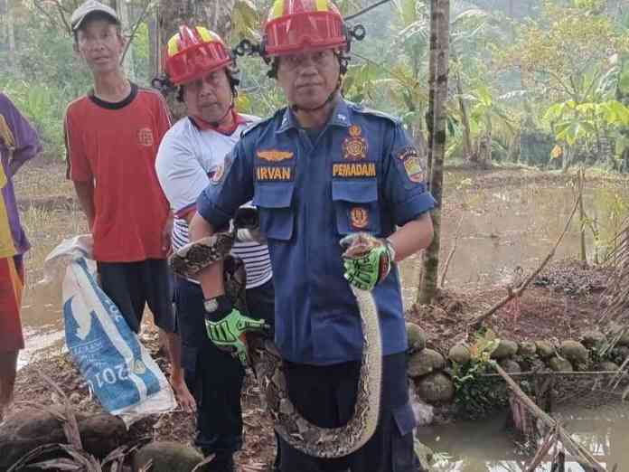 kandang ayam ular sanca
