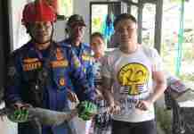 Biawak Muncul di Atap Rumah Warga Ciamis, Damkar Lakukan Evakuasi