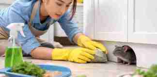 Cara mengusir tikus di rumah